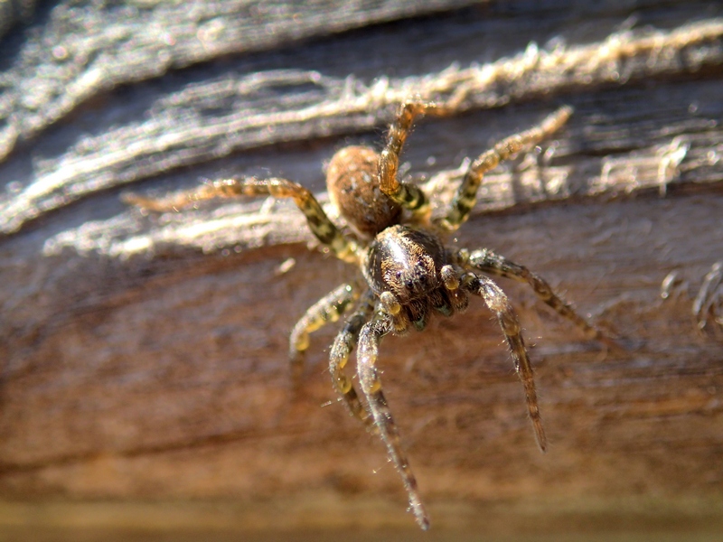 Arctosa sp. - Villorba (TV)